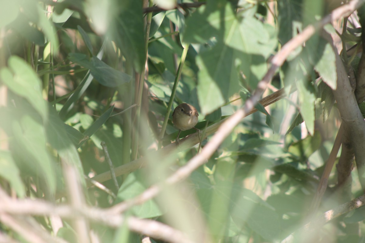 Marsh/Common Reed Warbler - ML99705371