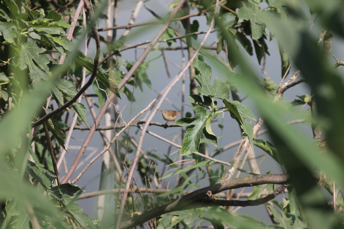 Marsh/Common Reed Warbler - ML99705381