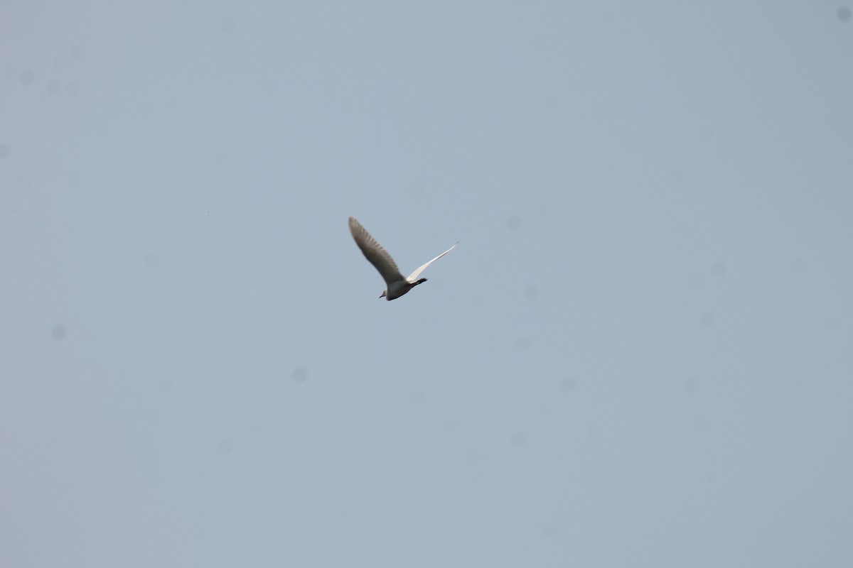 Египетская цапля (ibis) - ML99705501