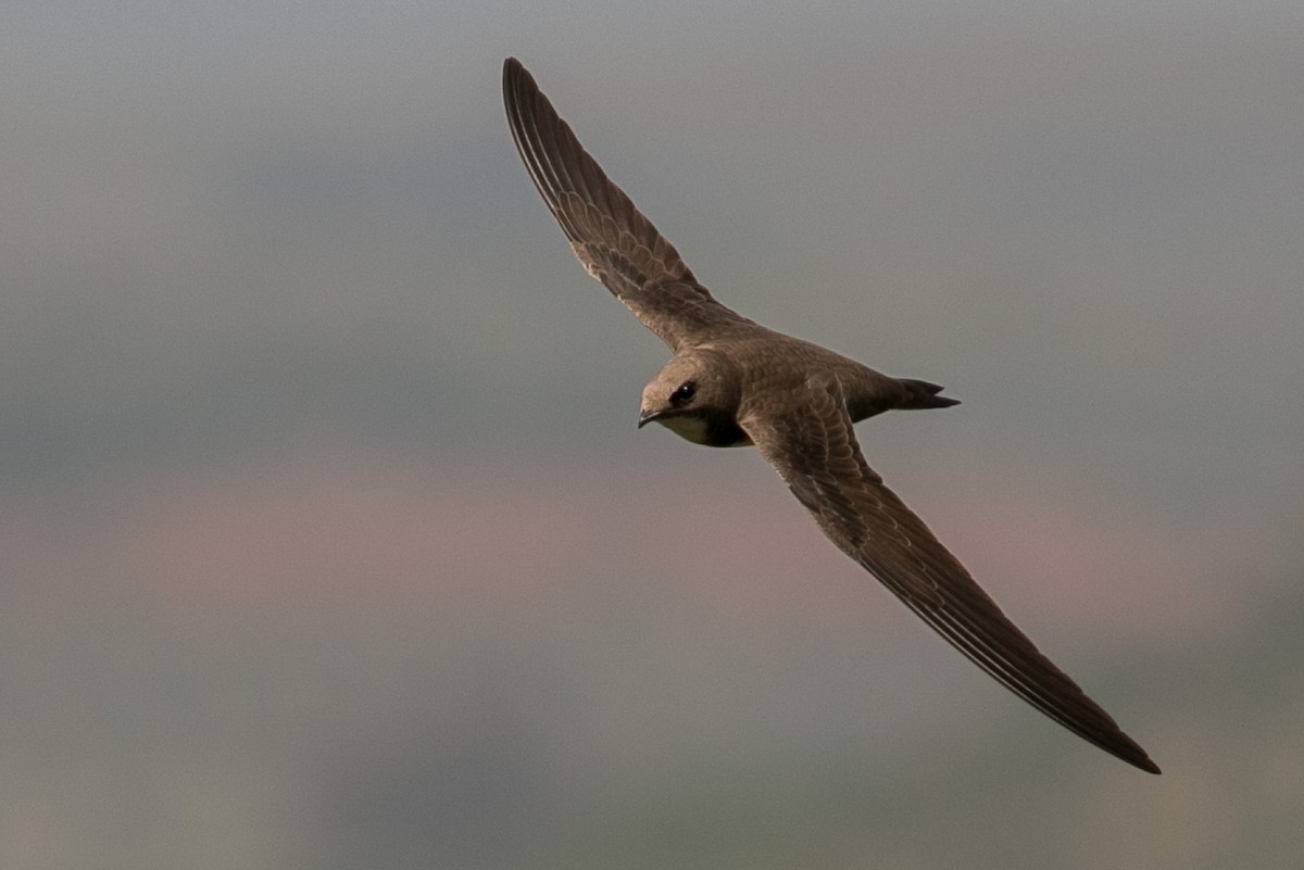 Alpine Swift - ML99705581