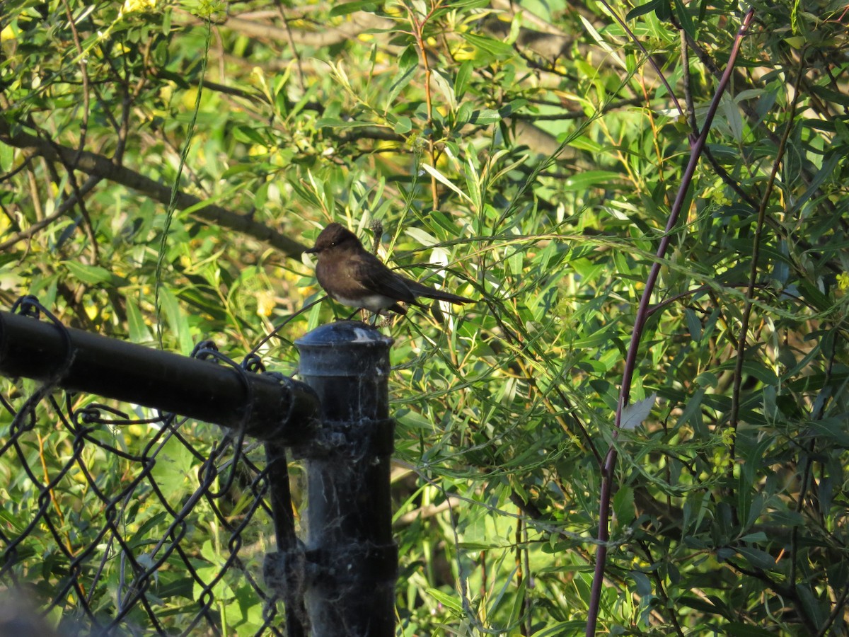 Black Phoebe - Daniel Madamba