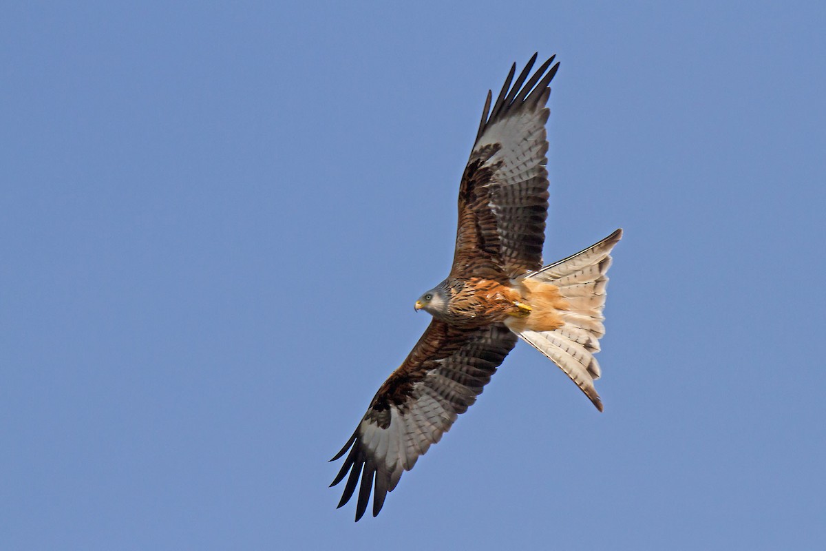 Red Kite - Martin & Penny Potter