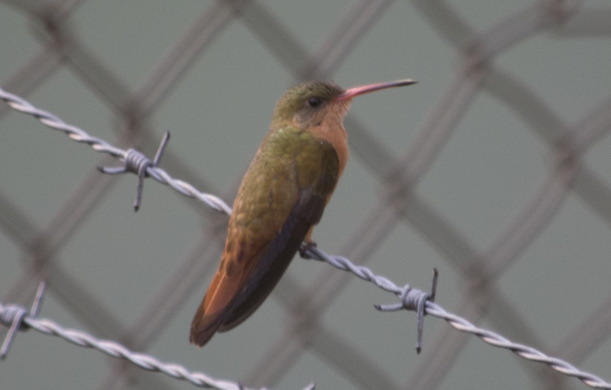 Cinnamon Hummingbird - ML99707411