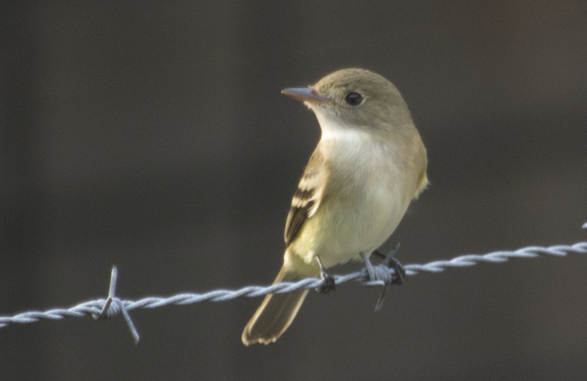 Alder Flycatcher - ML99707551