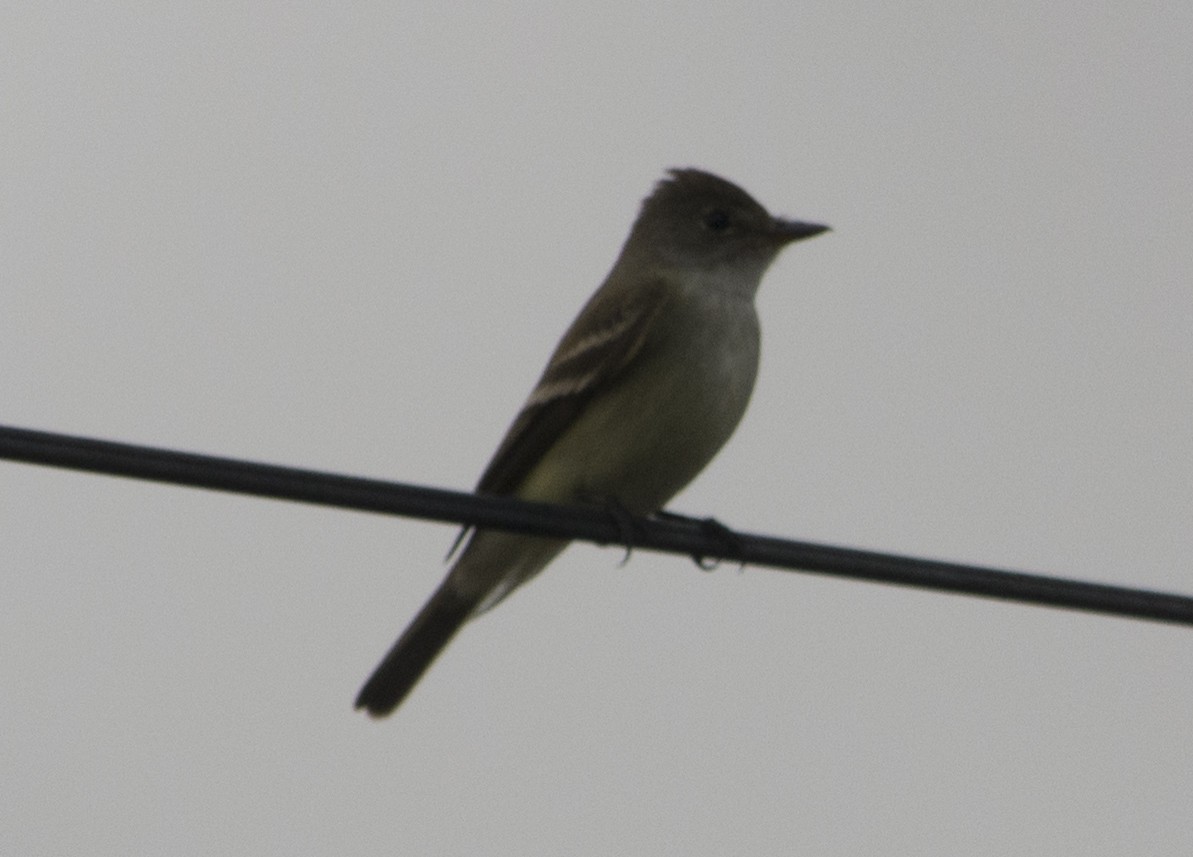 Alder Flycatcher - ML99707581