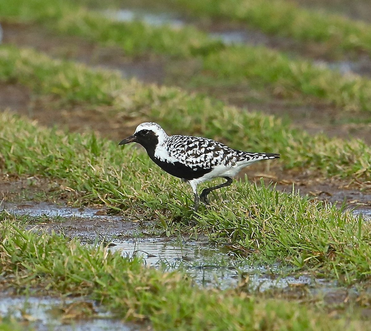 Black-bellied Plover - Charles Lyon