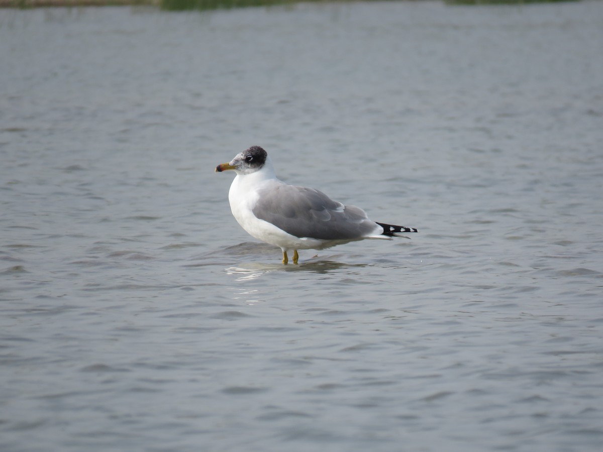 Pallas's Gull - ML99709241