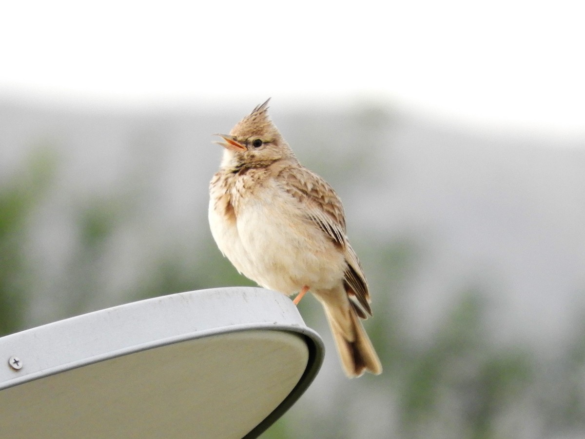 Crested Lark - ML99711001