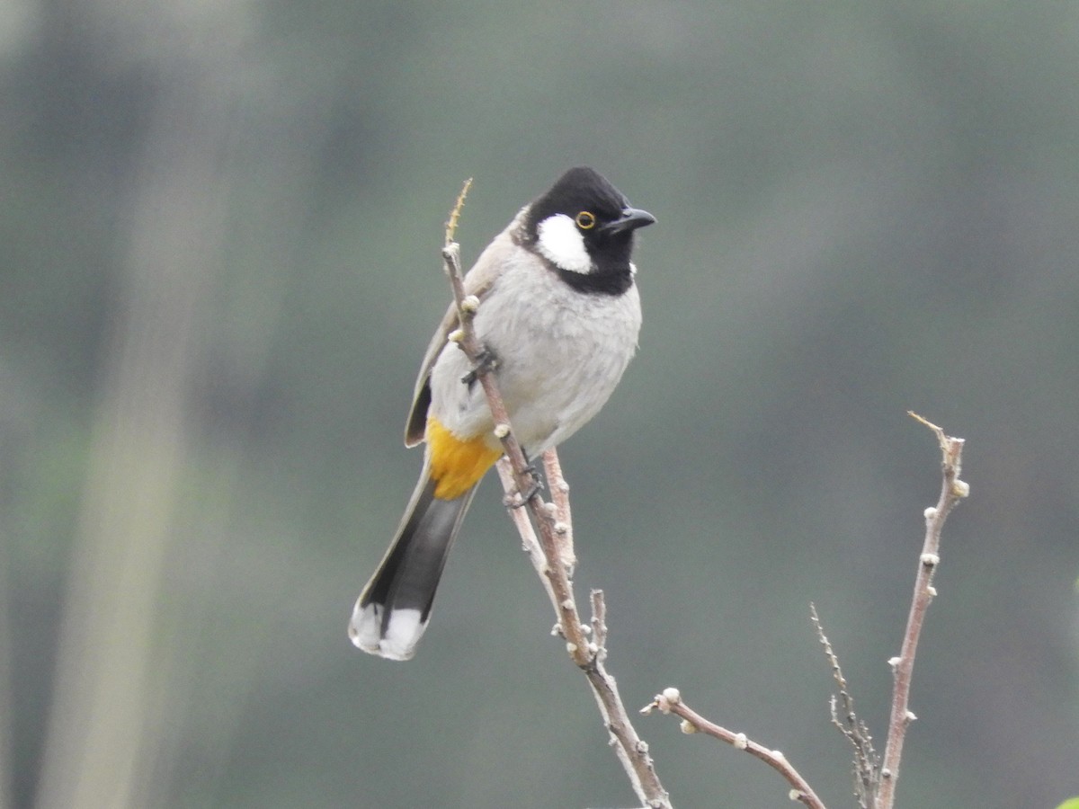 White-eared Bulbul - ML99711031