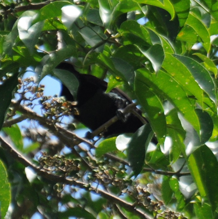 Victoria's Riflebird - ML99711041