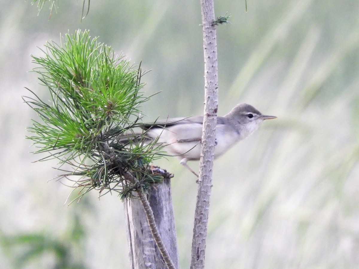 Upcher's Warbler - ML99711061