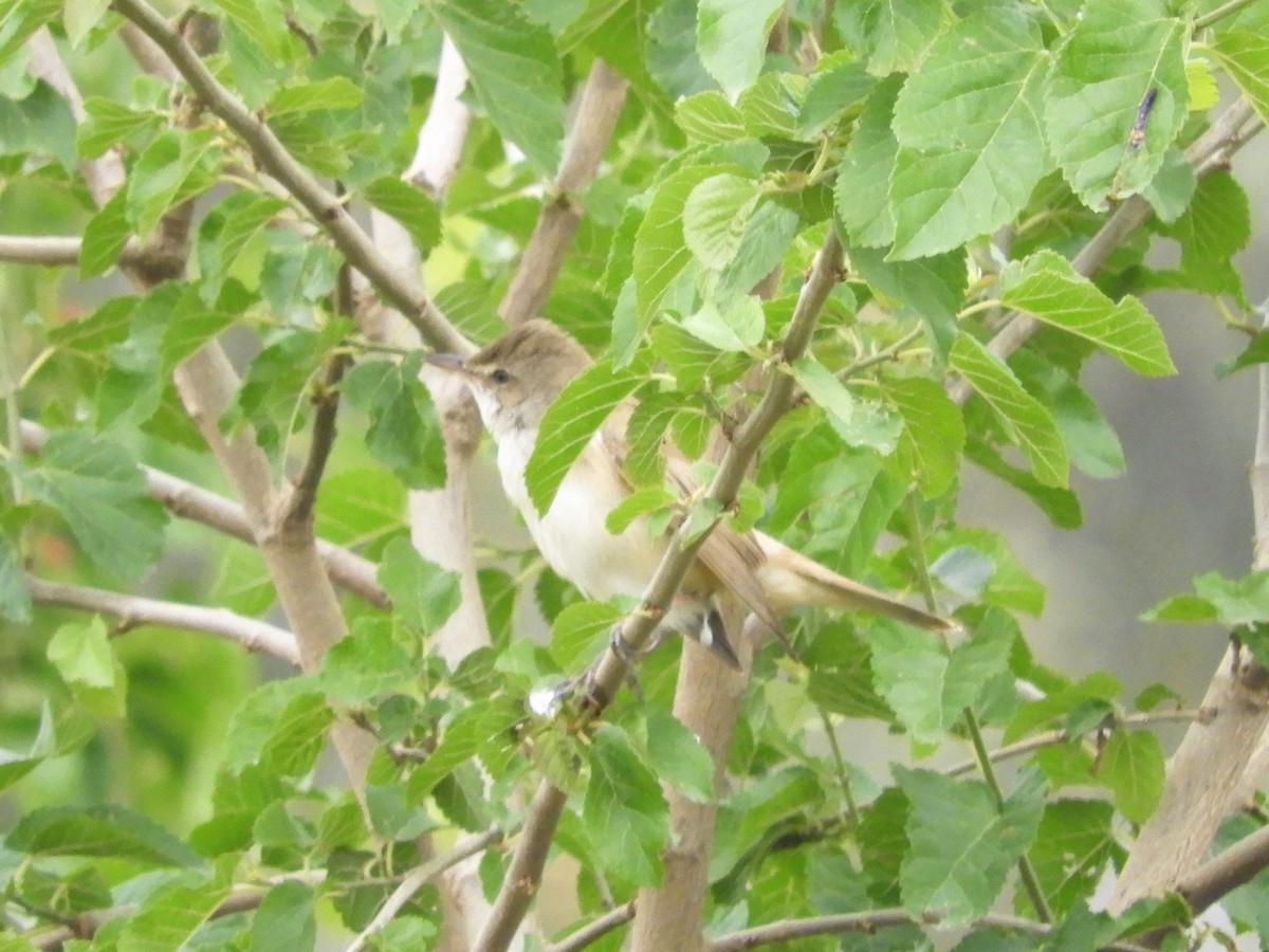 Great Reed Warbler - ML99711091
