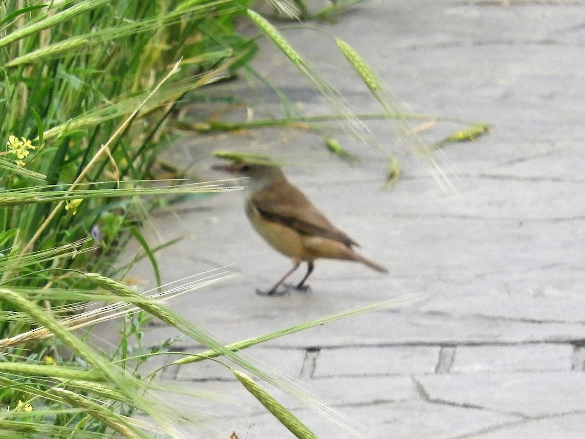Great Reed Warbler - ML99711101