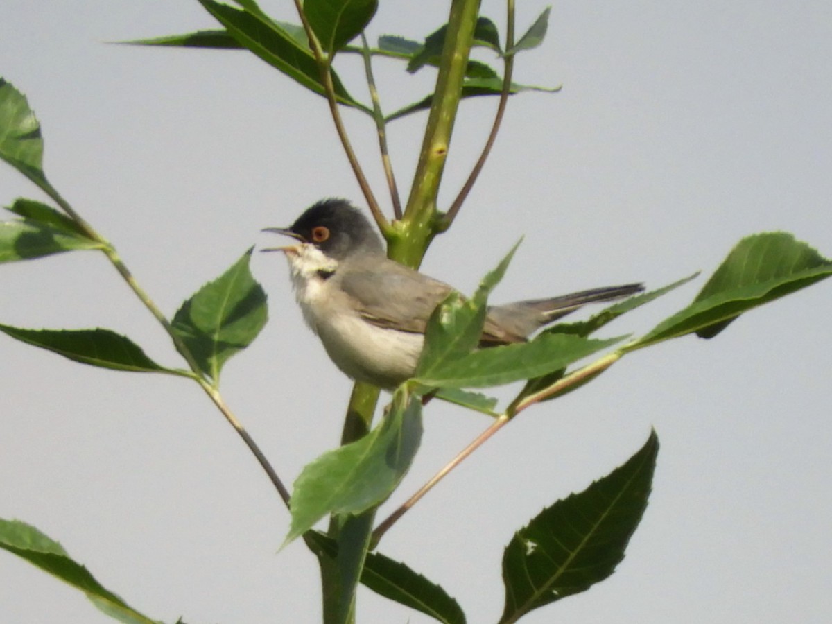 Menetries's Warbler - ML99711121