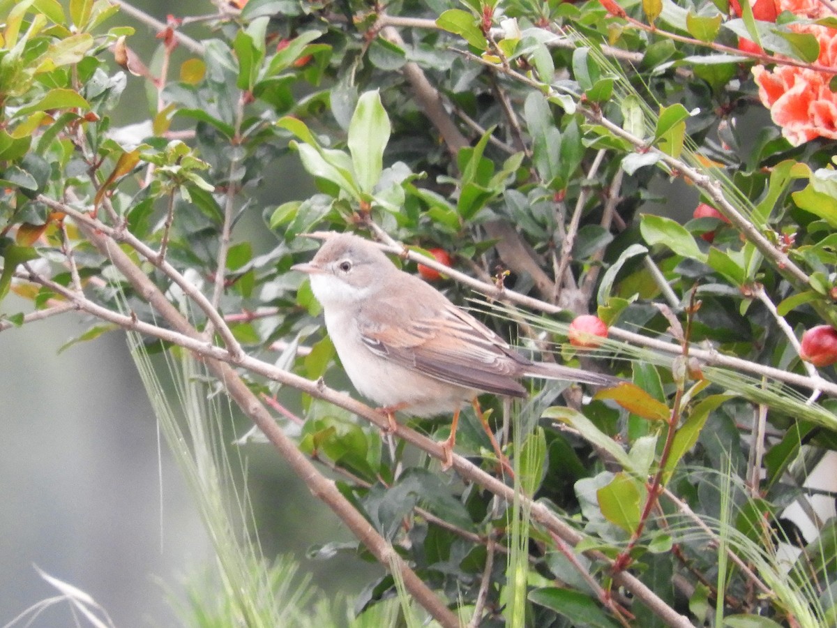 Greater Whitethroat - ML99711151