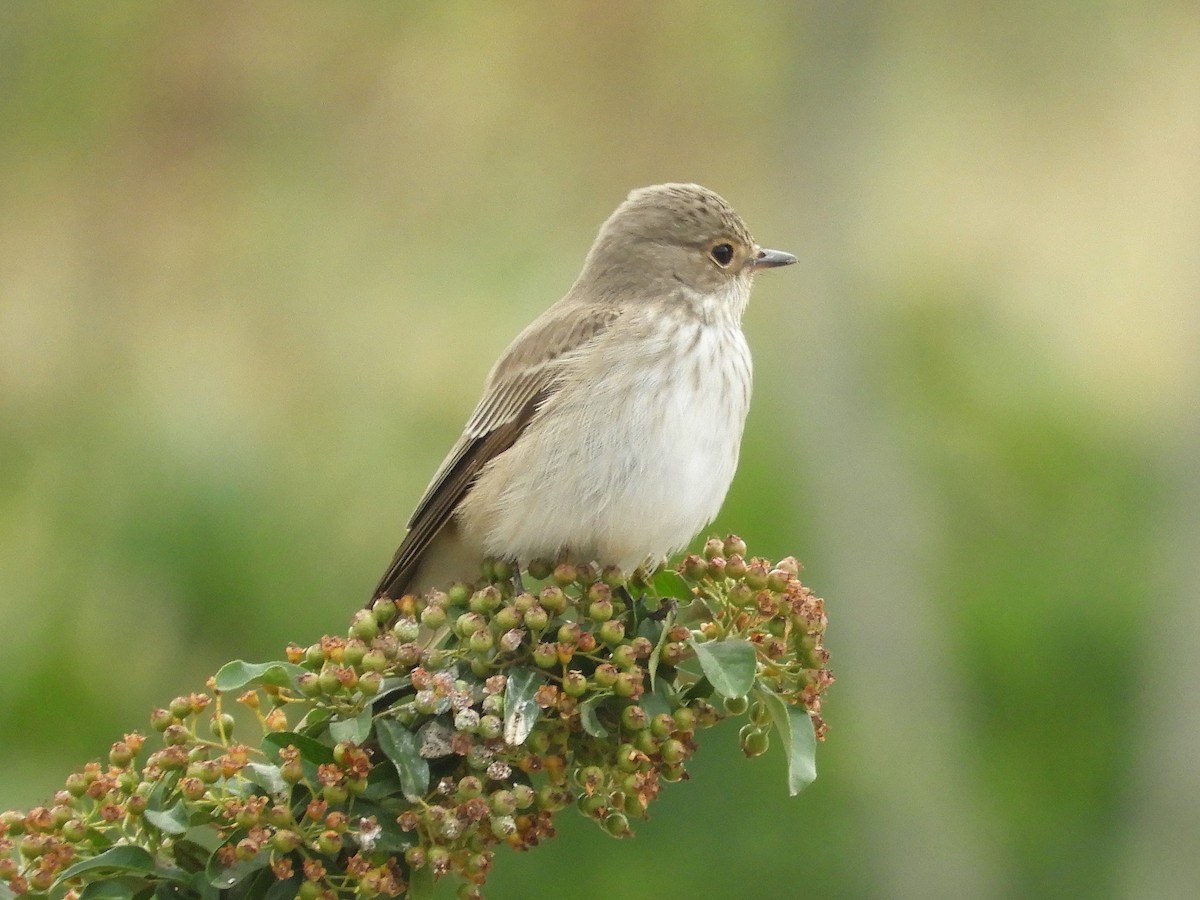 Spotted Flycatcher - ML99711181