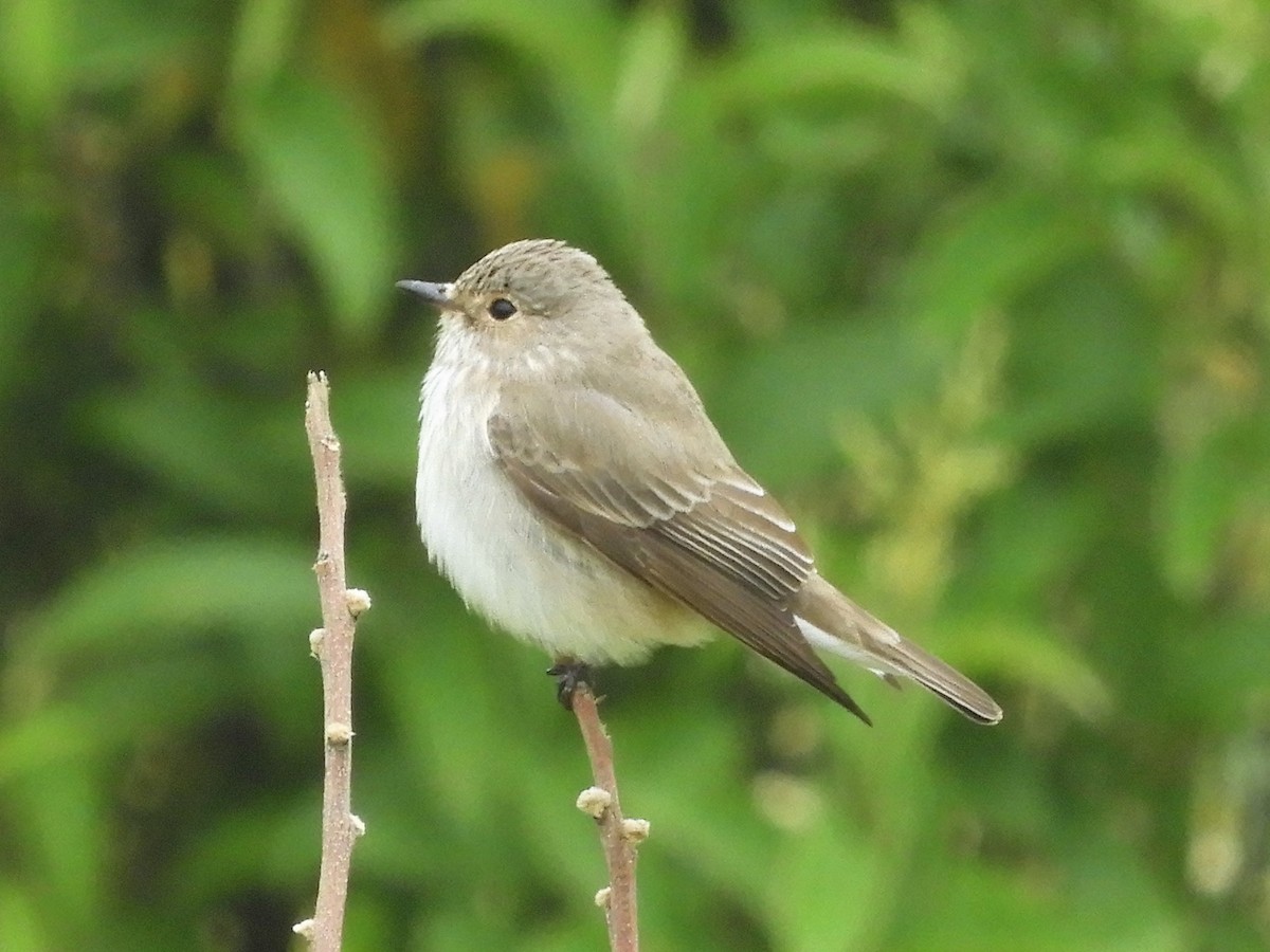 Spotted Flycatcher - ML99711191
