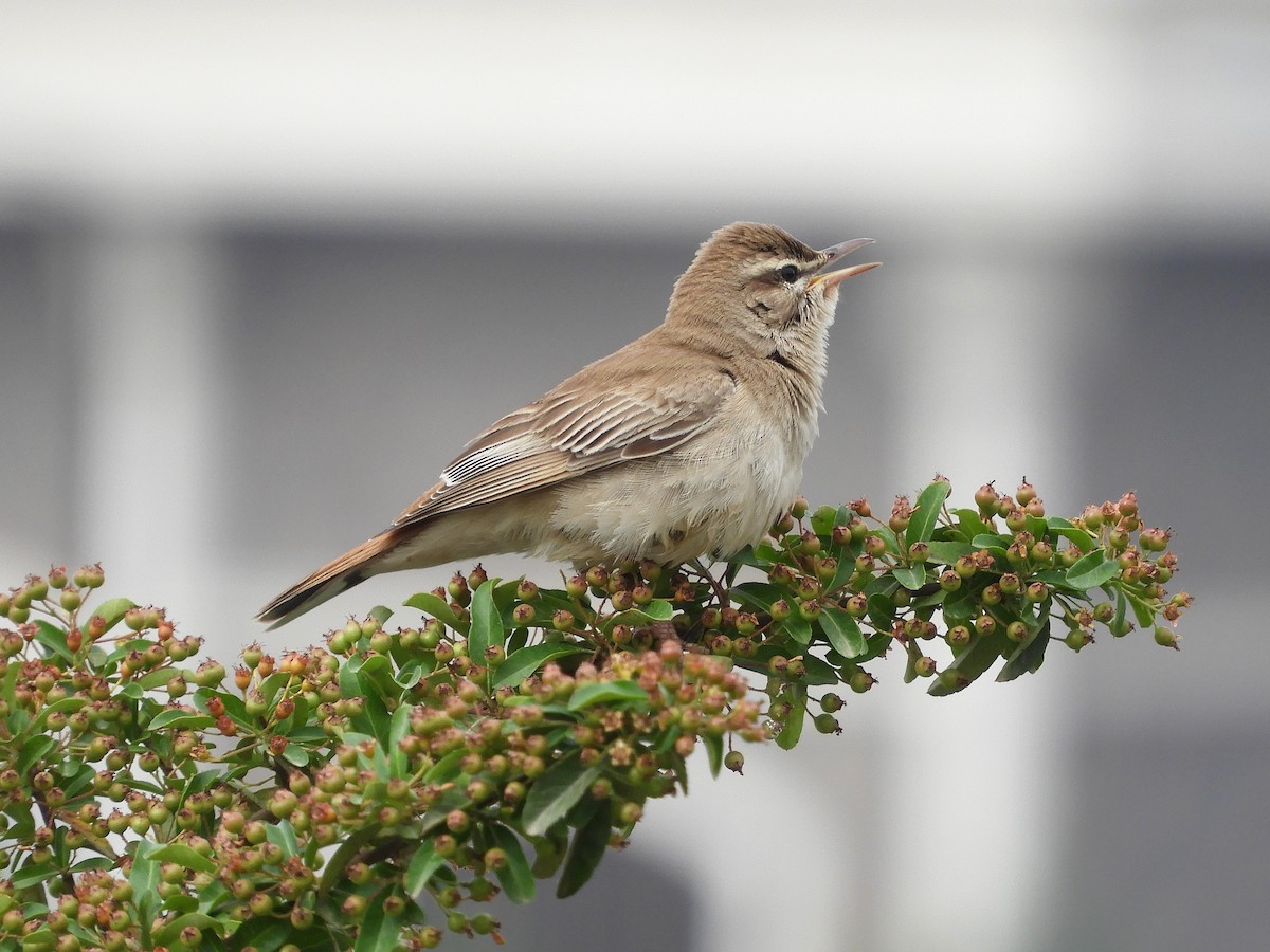 Rufous-tailed Scrub-Robin (Rufous-tailed) - ML99711211