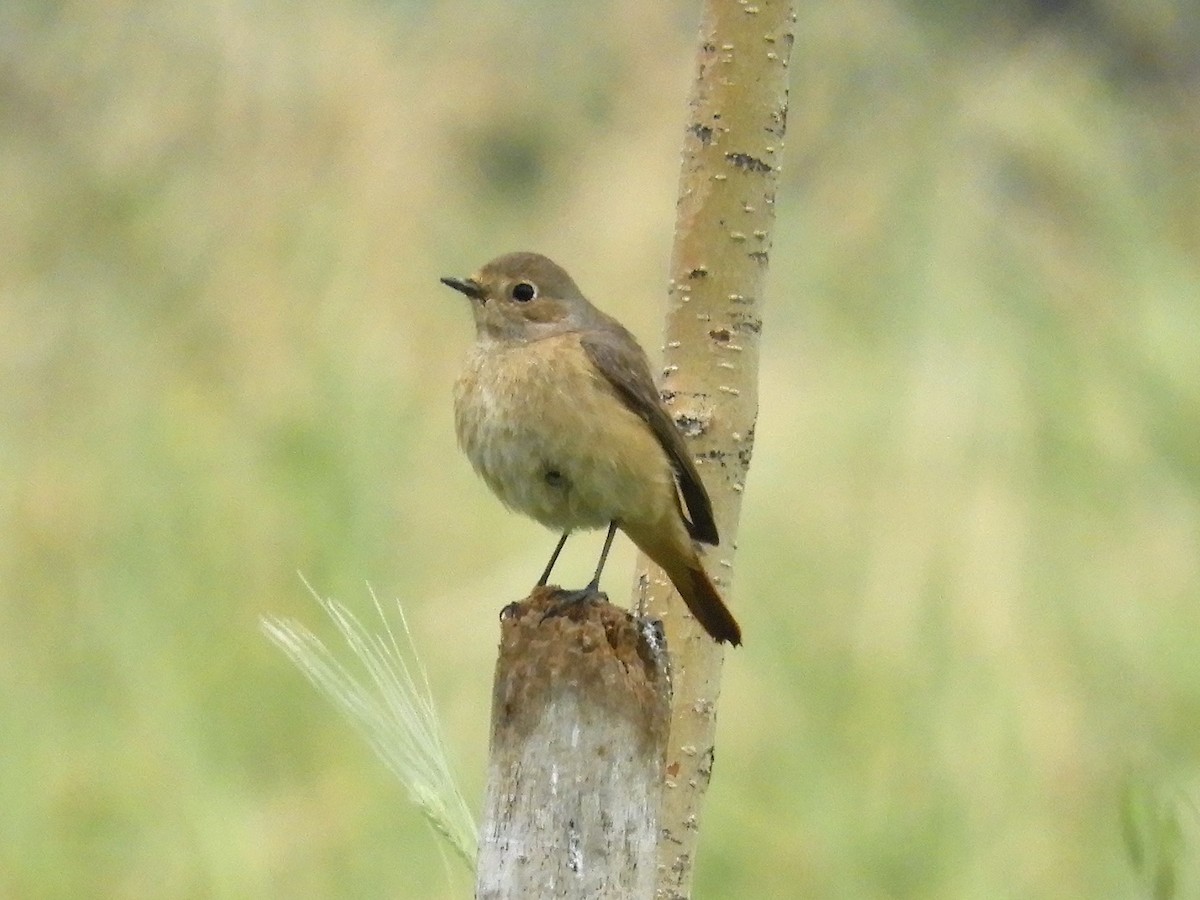 Common Redstart - ML99711251