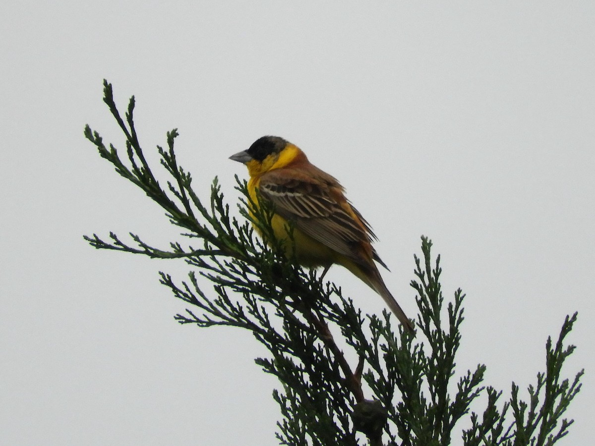 Black-headed Bunting - ML99711331