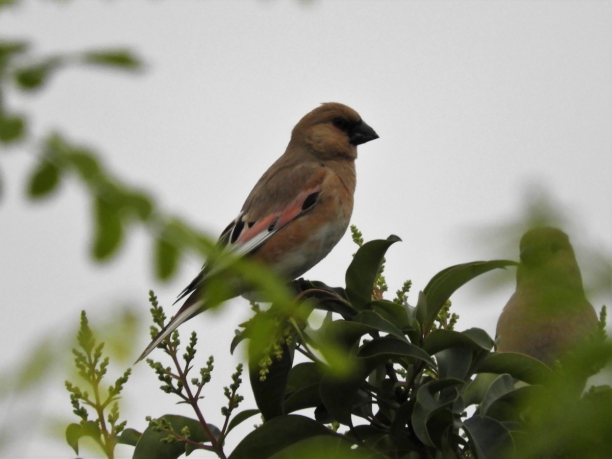 Desert Finch - ML99711371
