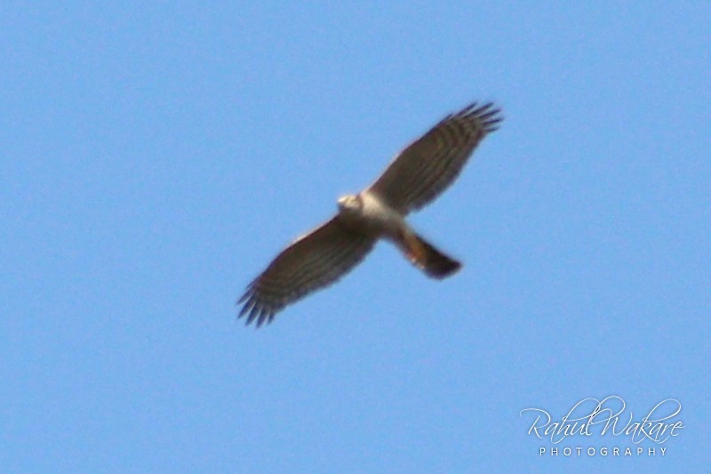 Eurasian Sparrowhawk - ML99711511