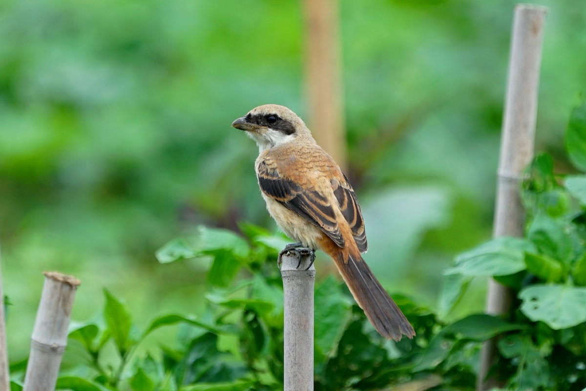 Long-tailed Shrike - ML99711521