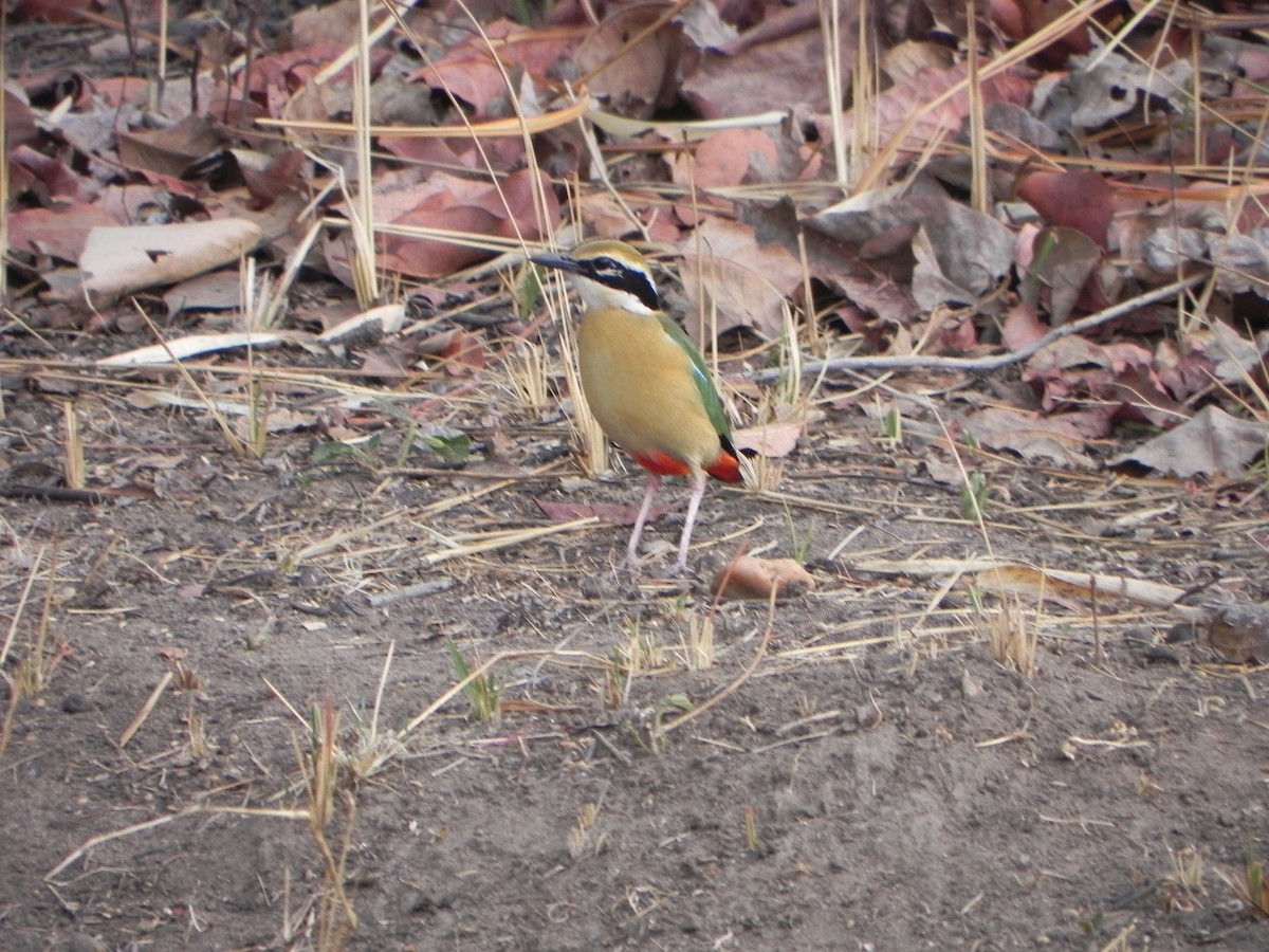 Indian Pitta - ML99712991