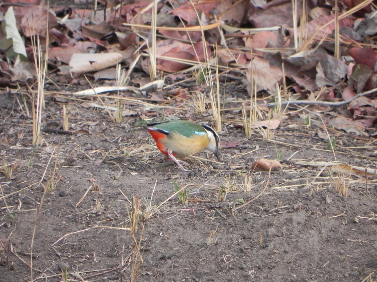 Indian Pitta - ML99713011