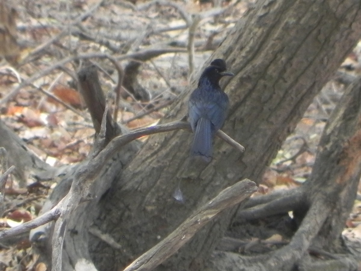 Greater Racket-tailed Drongo - ML99713031