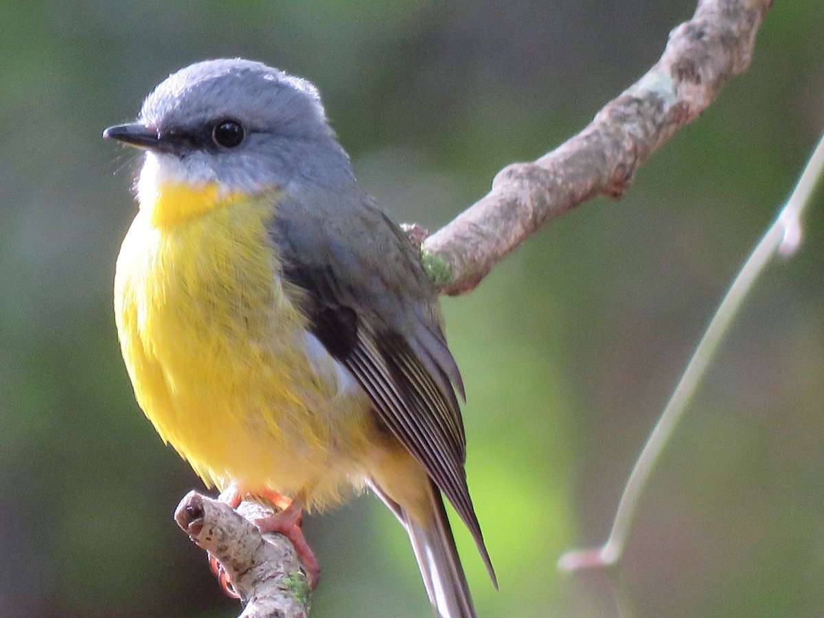 Eastern Yellow Robin - ML99714871
