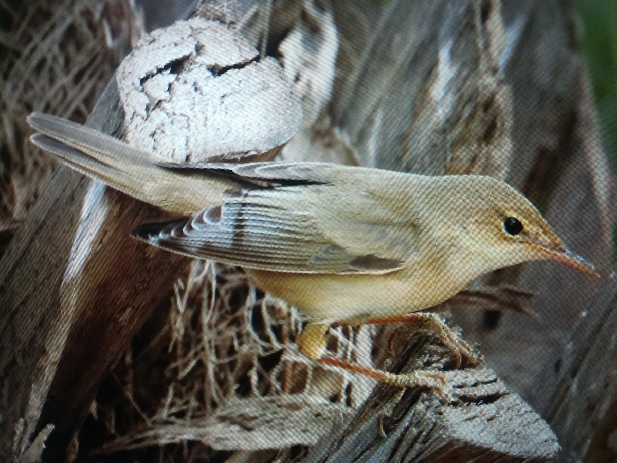 Marsh Warbler - ML99714891