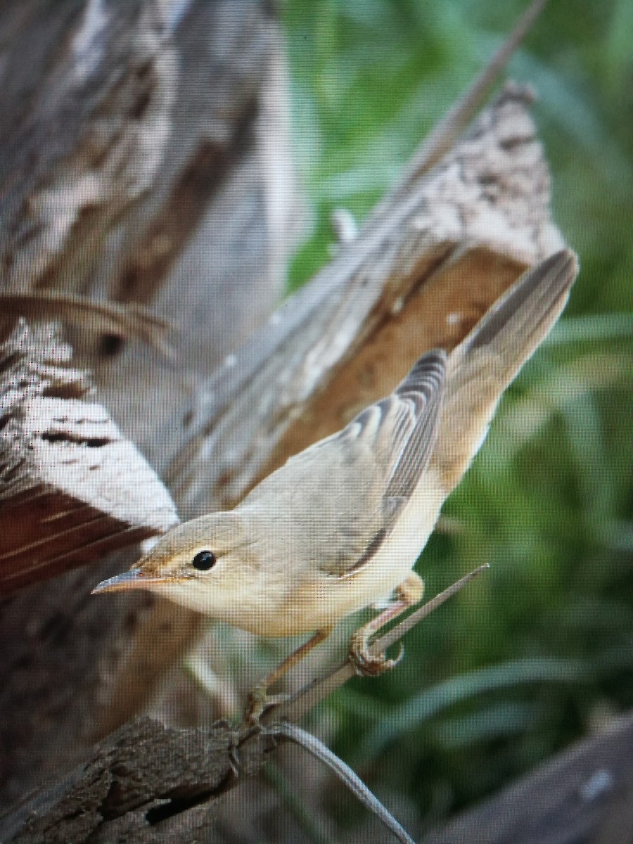 Marsh Warbler - ML99714901