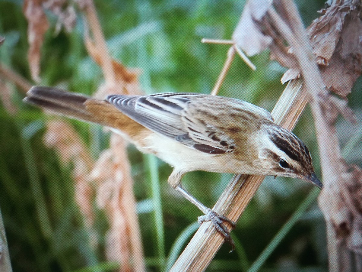 Sedge Warbler - ML99714921