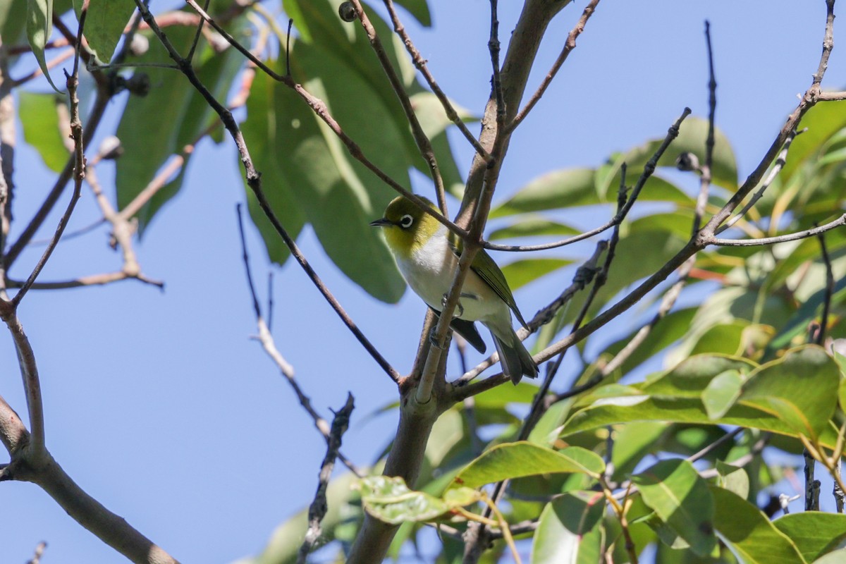 Silvereye - ML99715231