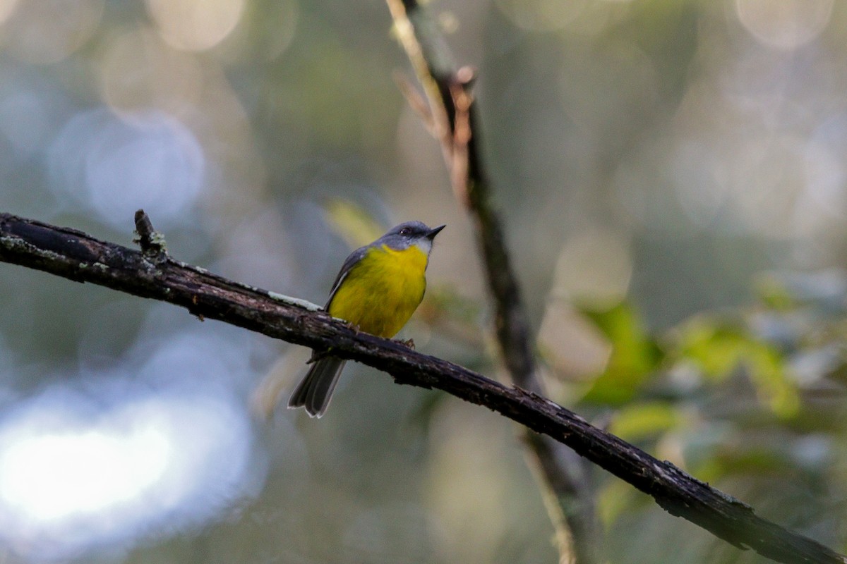 Eastern Yellow Robin - ML99715271