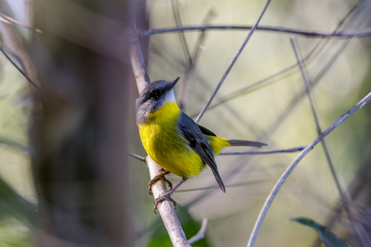 Eastern Yellow Robin - ML99715281