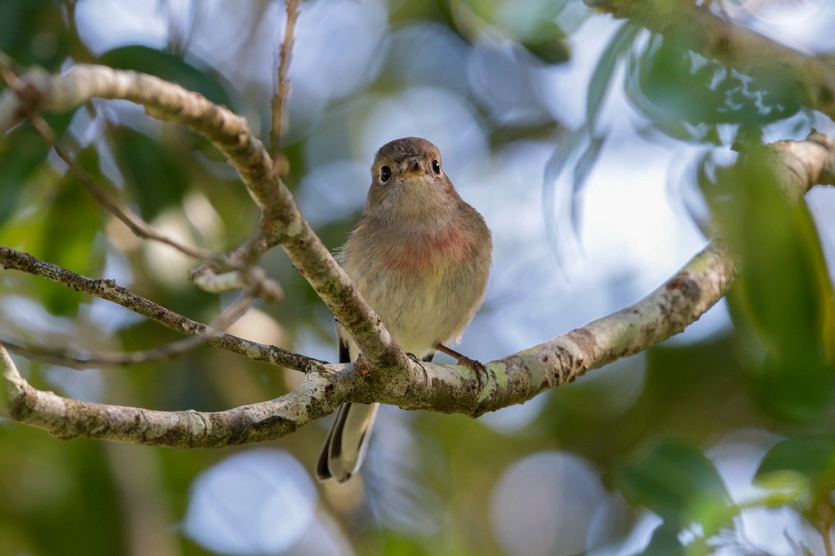Rose Robin - ML99715311