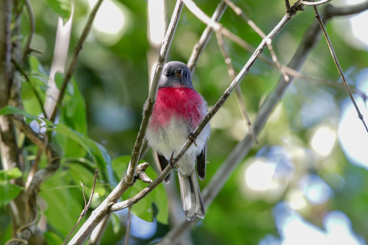 Rose Robin - ML99715321