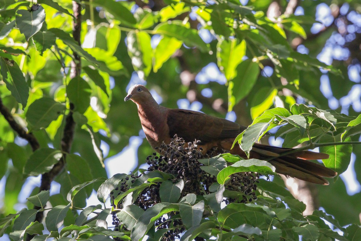 Brown Cuckoo-Dove - ML99715371