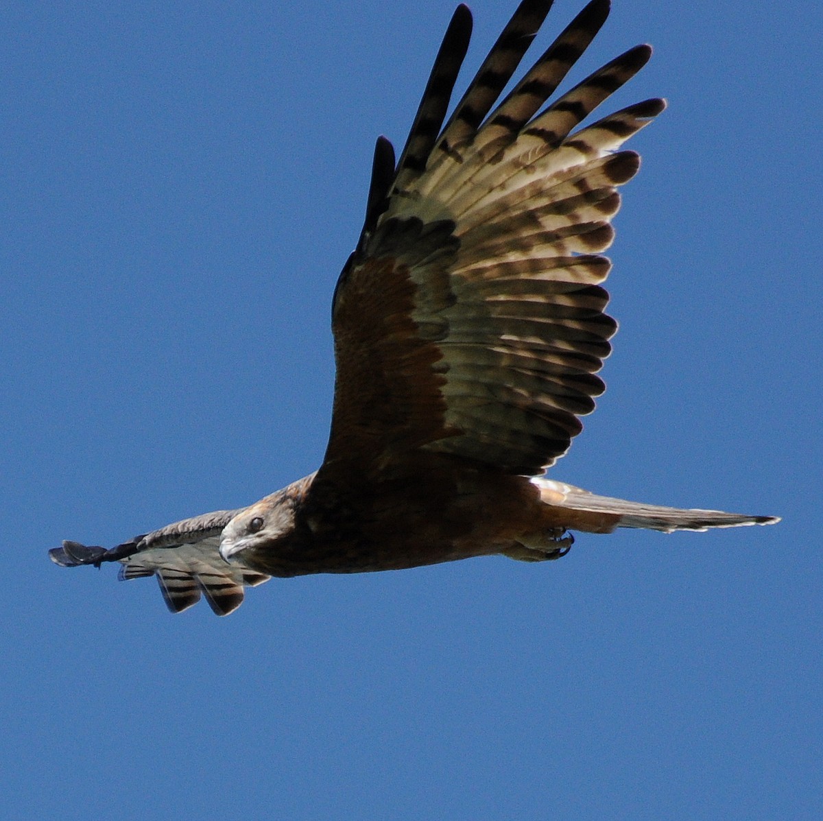 Square-tailed Kite - ML99716641