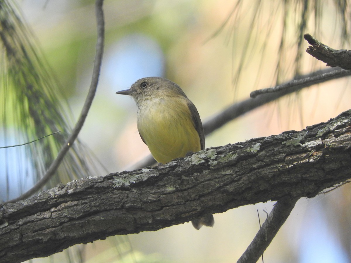 Buff-rumped Thornbill - Chris Burwell