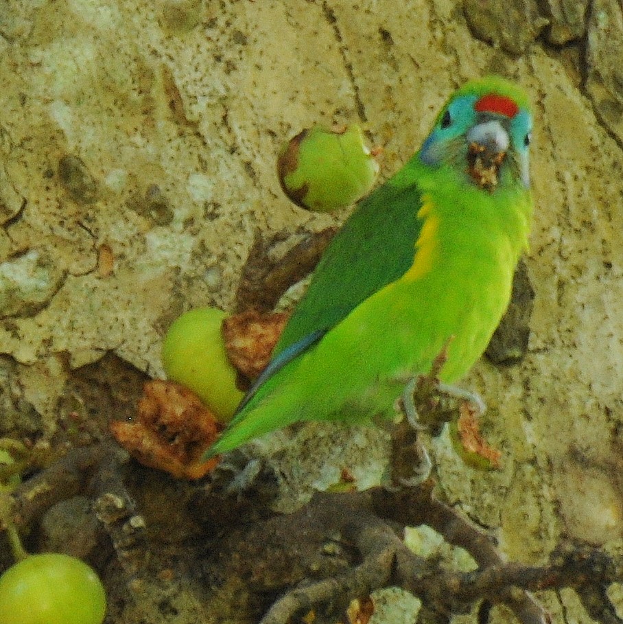Double-eyed Fig-Parrot - ML99718291