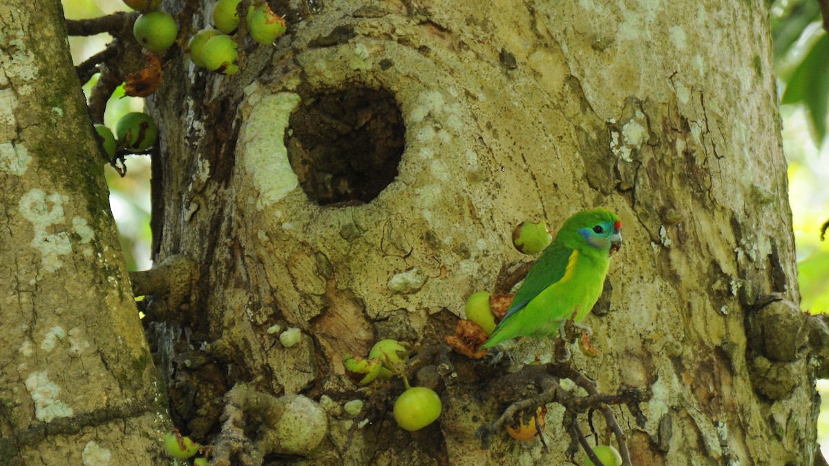 Double-eyed Fig-Parrot - ML99718311