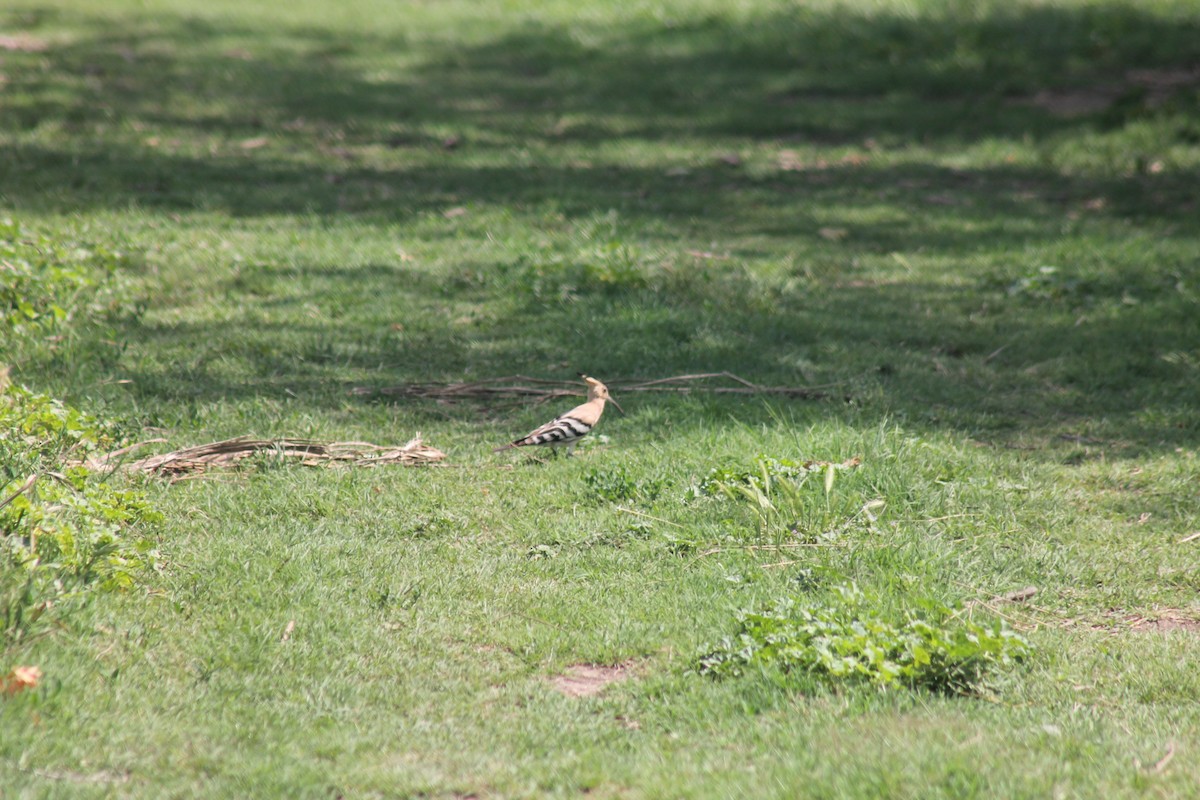 Eurasian Hoopoe - ML99718481