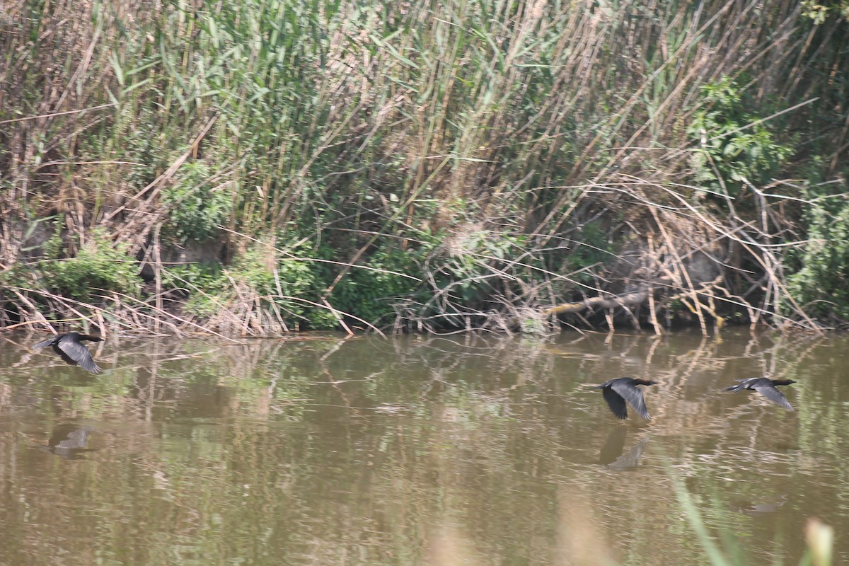 Pygmy Cormorant - ML99718581