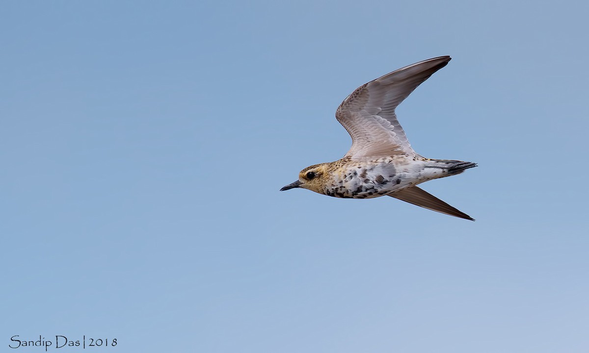 Pacific Golden-Plover - Sandip Das