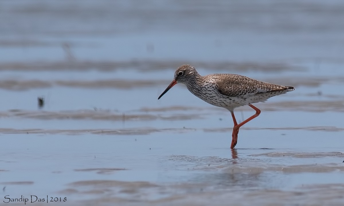 Common Redshank - Sandip Das