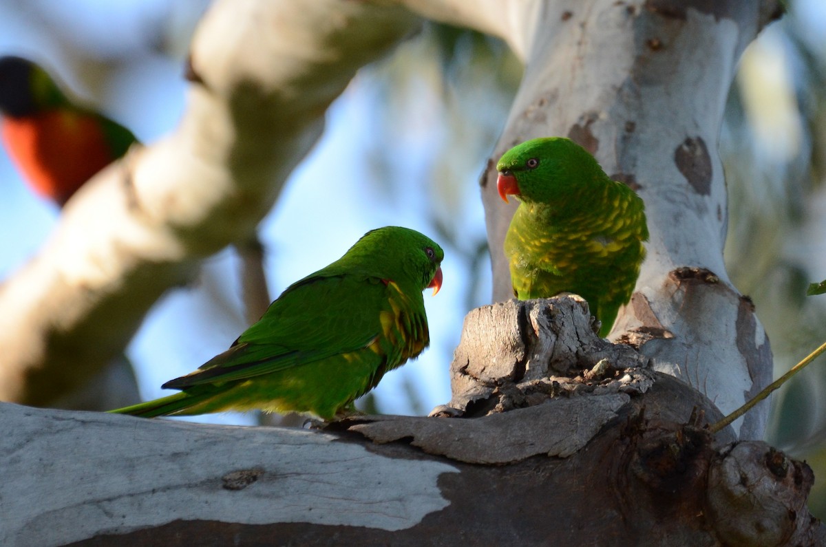 Scaly-breasted Lorikeet - ML99719051