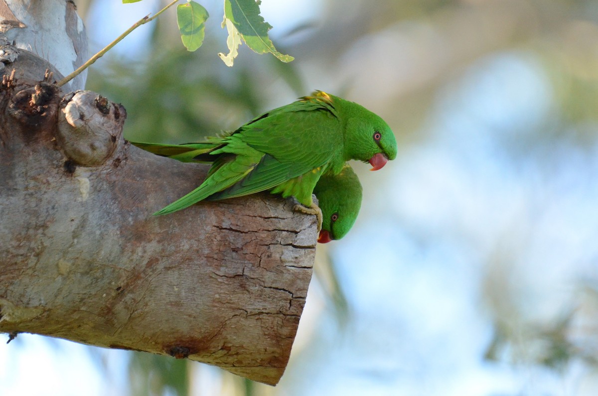 Scaly-breasted Lorikeet - ML99719061